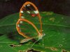 butterfly-clearwing.jpg