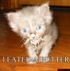 ihasafunny-funny-picture-cat-ate-butter.jpg