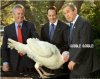 1bush-turkey-sex.jpg