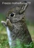 rabbit.jpg