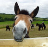 mule-snout.jpg