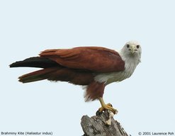UKPhinphan