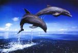 dolphan117