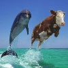 DolphinDali