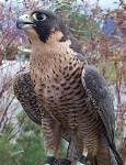 vabchbirdlover