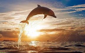 Dolphin Dundee