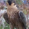 vabchbirdlover