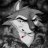 bgbdwolf31313