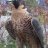 vabchbirdlover
